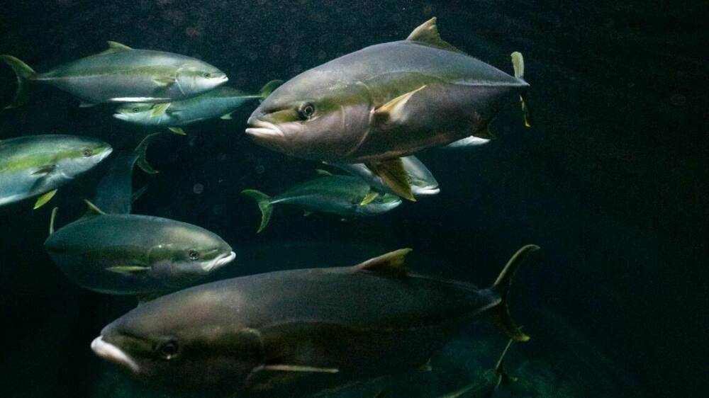 2020 06 09 NMRC mackay edited 5972