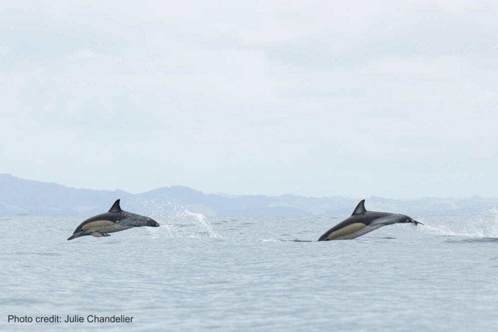 Julie chandelier common dolphins 1