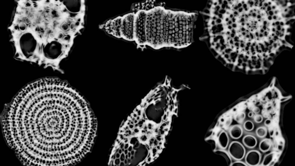Radiolarian Collage
