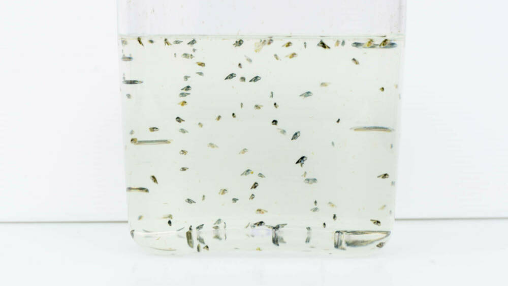 Matt Wylie trevally DSC2496