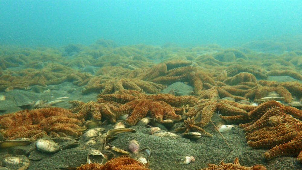 Pātangaroa hua rau CREDIT Kura Paul Burke