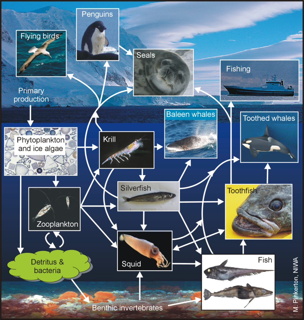 Ross food web 12 midres