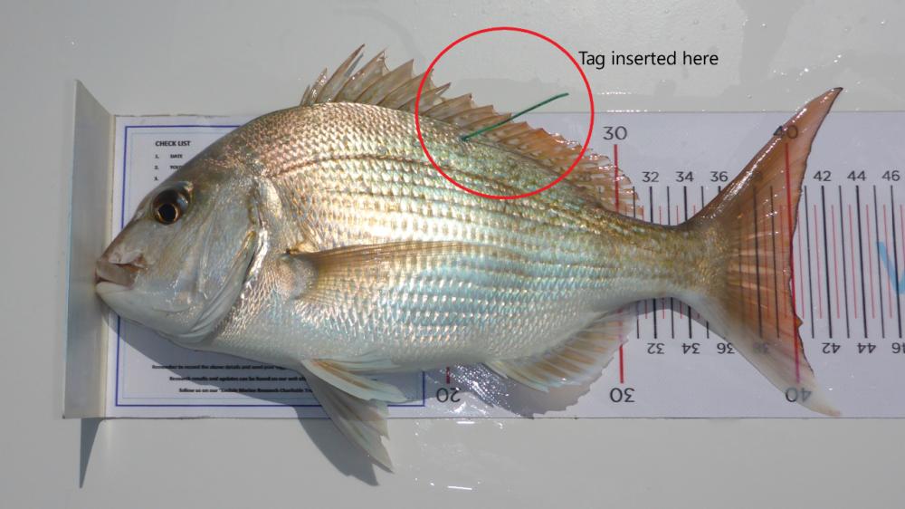 Fish Tagging: What Is It and How Can You Help?