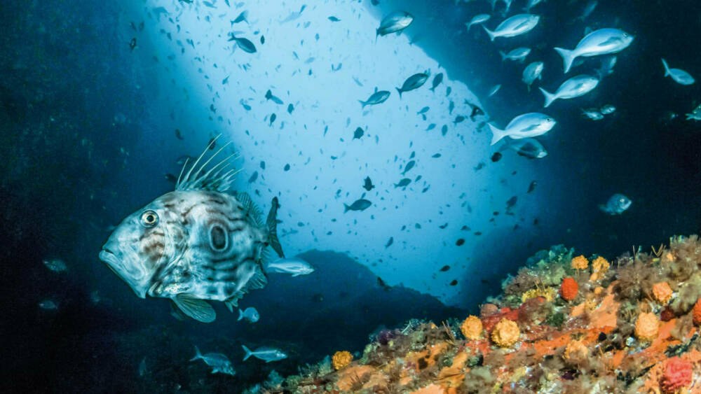Special award John Dory cruising Northern Arch credit crispin middleton 1