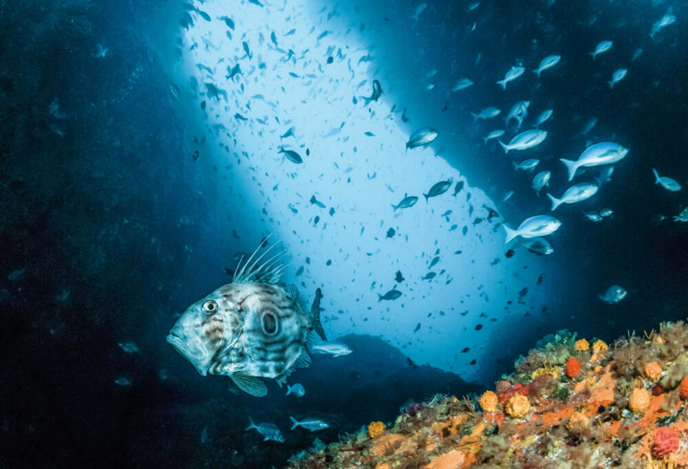 Special award John Dory cruising Northern Arch credit crispin middleton 1