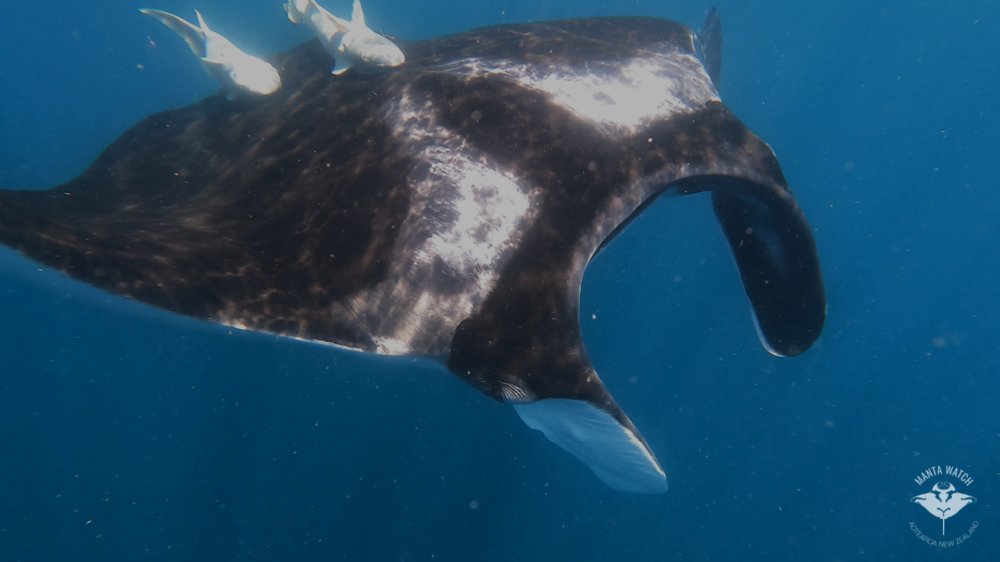 Image credit Lydia Green 4