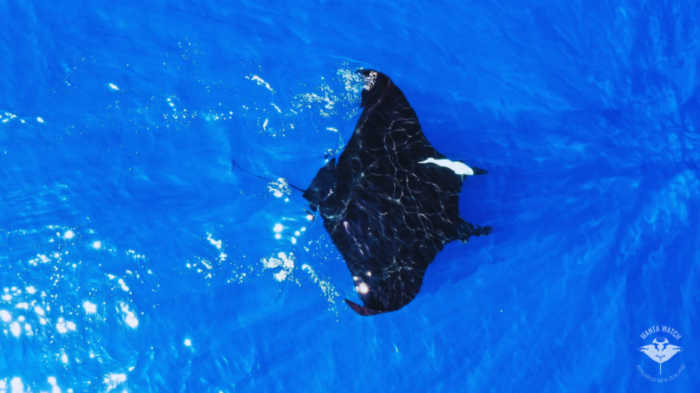 Image credit Lydia Green