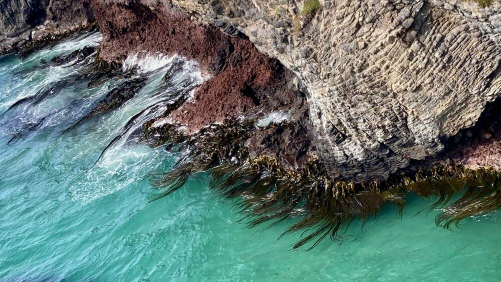 R Mc Leod bull kelp IMG 9253