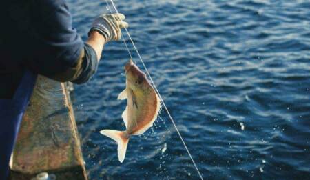 20150717 CREDIT Chris Sisarich NZ Fisheries 560 SMALLER1