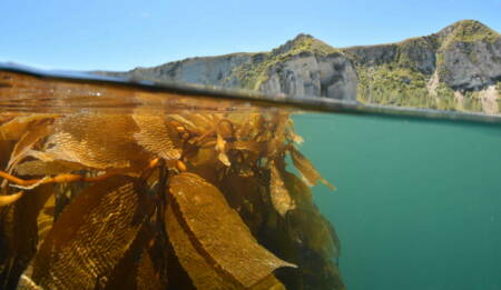 Building a seaweed sector CREDIT Leigh Tait NIWA