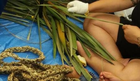 Kohunga Kutai CREDIT Ngāti Manuhiri Settlement Trust