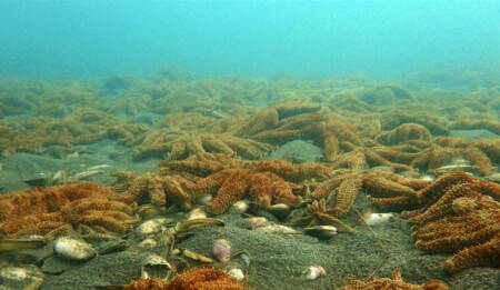 Pātangaroa hua rau CREDIT Kura Paul Burke