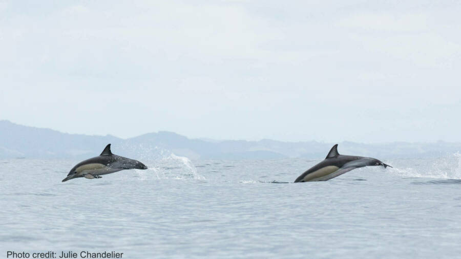 Julie chandelier common dolphins 1